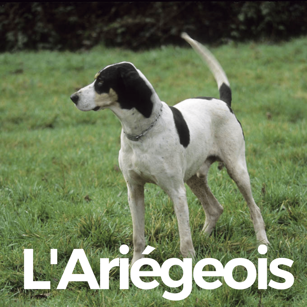 Braque de l'Ariege