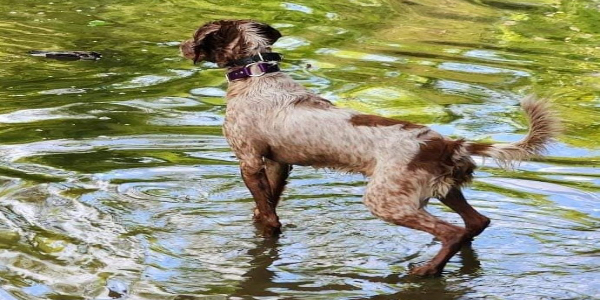 Tail in Water